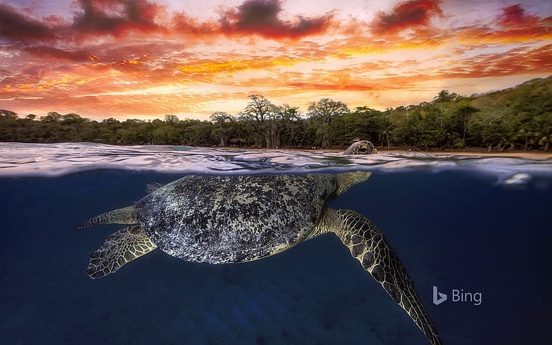 Green sea turtle at dusk Mayotte Indian Ocean, At, Sea, Green, Mayotte, Ocean, Indian, Dusk, Turtle, HD wallpaper