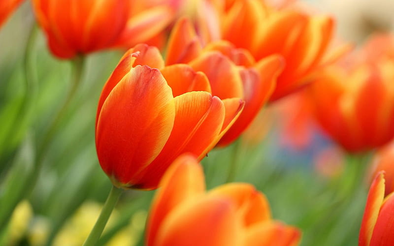 Super Tulips for My DN Friends, red, super, view, bonito, flowers ...