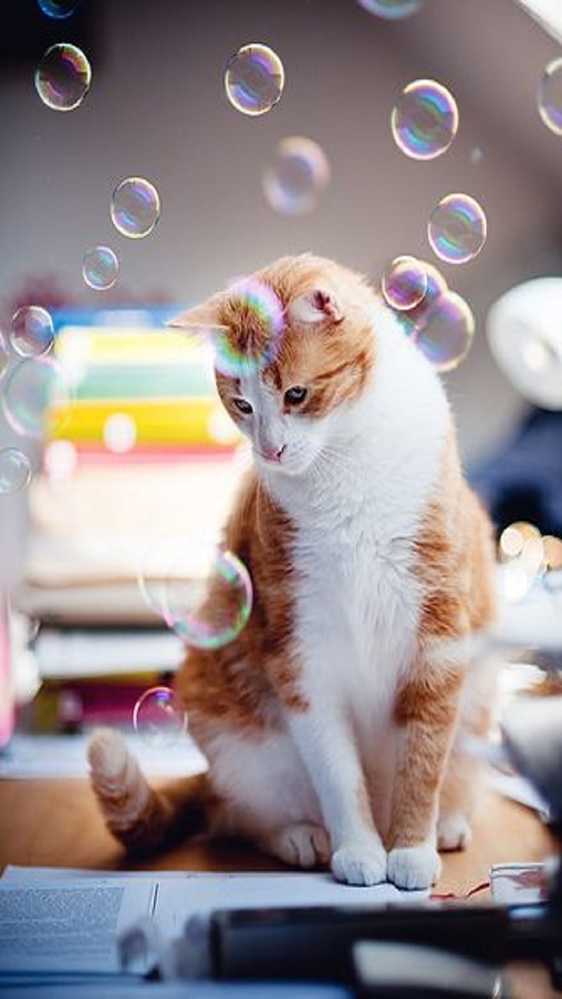 Cat, soap bubbles, HD phone wallpaper