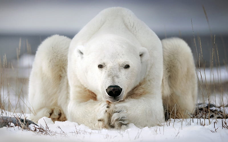 polar bear, winter, large animals, snow, predator, bear, HD wallpaper