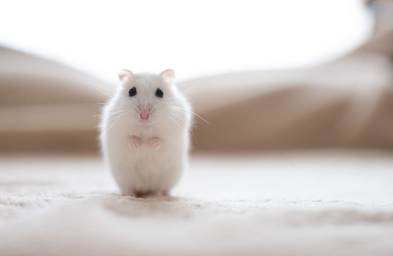 White Hamster Ultra, Cute, White, Hamster, HD wallpaper
