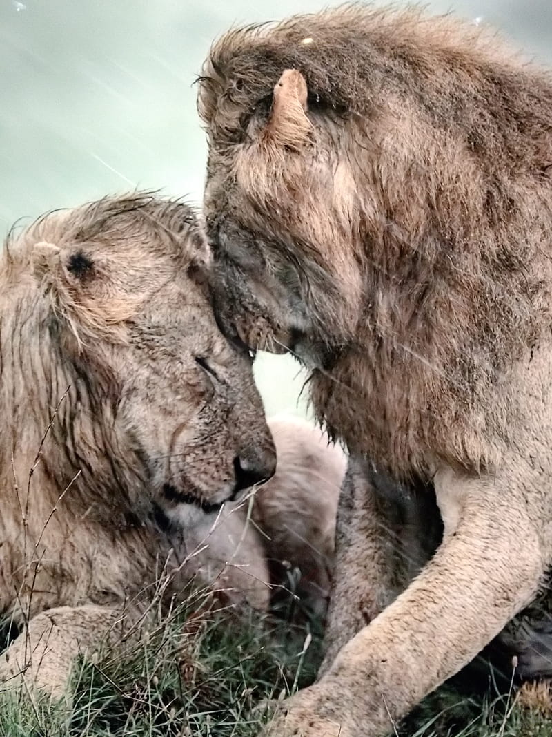 Lions, lion, love, rain, HD phone wallpaper | Peakpx