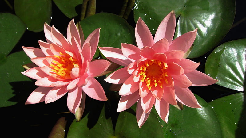 Lotus, flower, brightly colored, bonito, soft, HD wallpaper