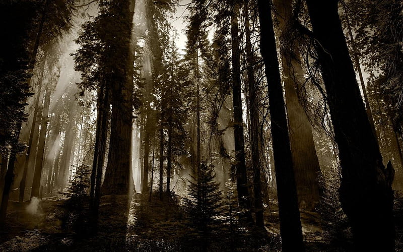 IN THE NIGHT FOREST, mystery, spooky, darkness, shadow, moonlight, silouettes, trees, pines, HD wallpaper