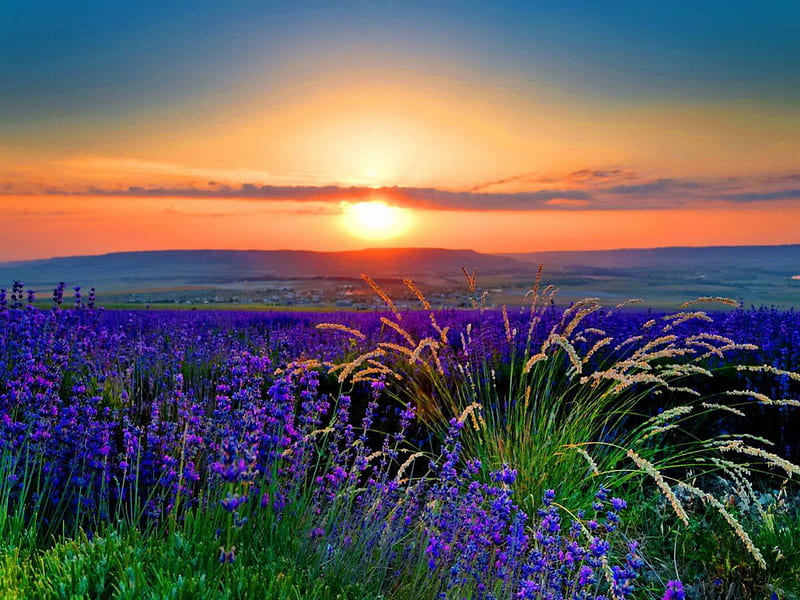 Field at sunrise, glow, orange, lavender, bonito, sunset, clouds, sundown, sunrise, morning, light, blue, sunlight, golden, new day, sky, peaceful, summer, nature, meadow, field, HD wallpaper