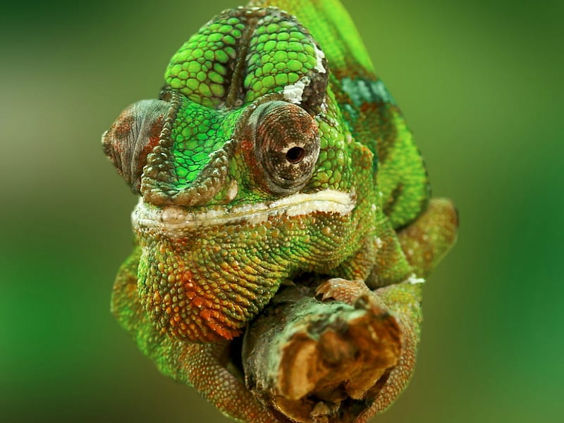 Igor, animals, chameleon, colorful, exotic, green, lizard, love, pets, HD  phone wallpaper | Peakpx