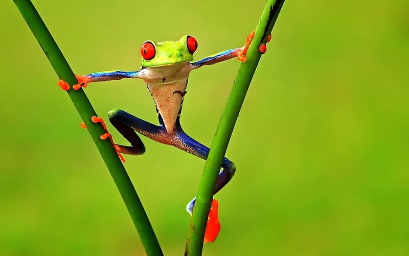 Frogs, Animal, Frog, Red Eyed Tree Frog, HD wallpaper