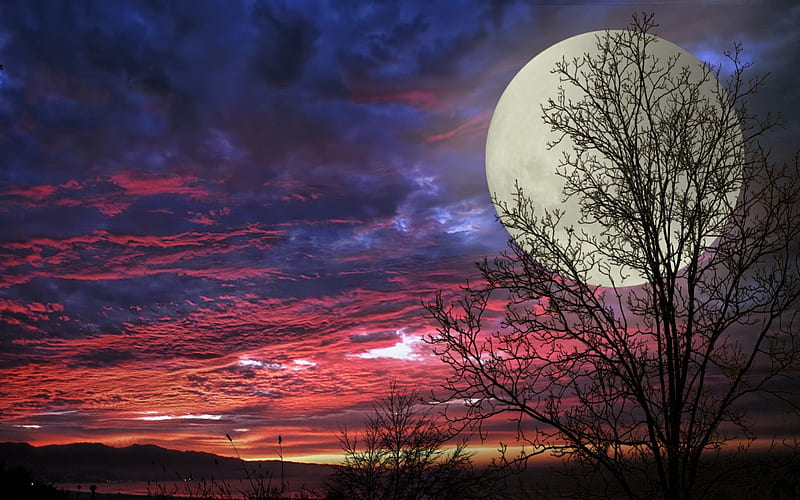 Super Moon, colors, sunset, moon, trees, HD wallpaper