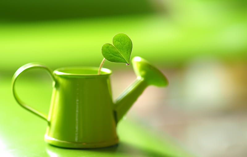 graphy, Still Life, Leaf, Watering Can, HD wallpaper