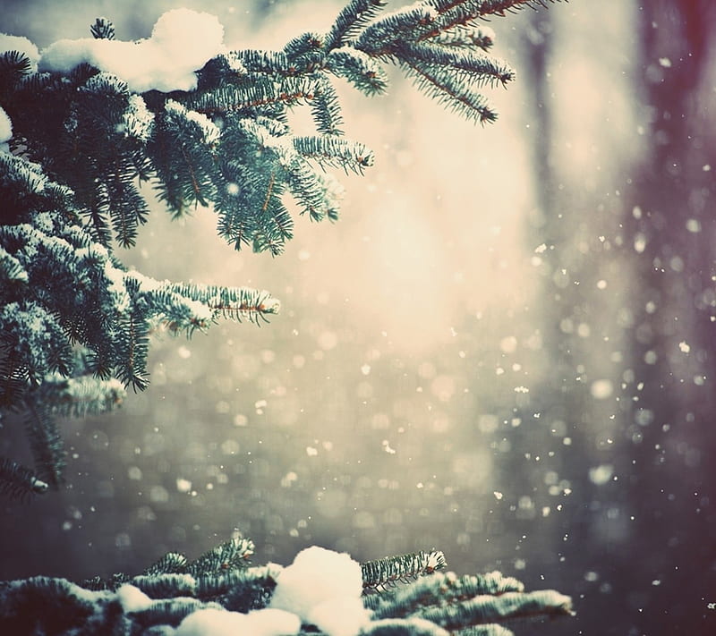 Winter , christmas, leaf, leaves, sky, snow, snowfall, tree, trees, HD wallpaper