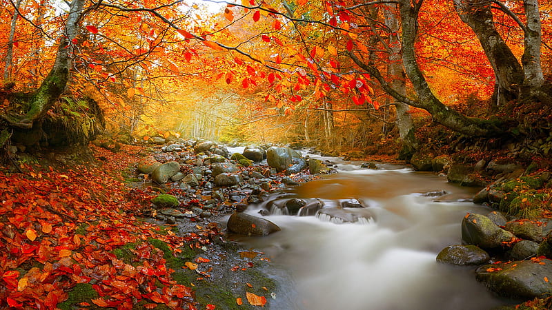 Stream in autumn deciduous forest, HD wallpaper