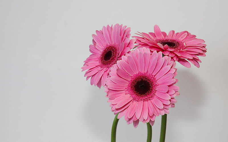 pink gerberas, bouquet of gerberas, background with pink flowers, gerbera, pink flowers, HD wallpaper