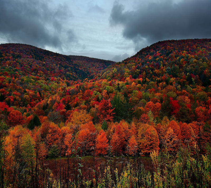 Seasonal, autumn, cloud, fall, leaf, mountain, season, tree, HD wallpaper