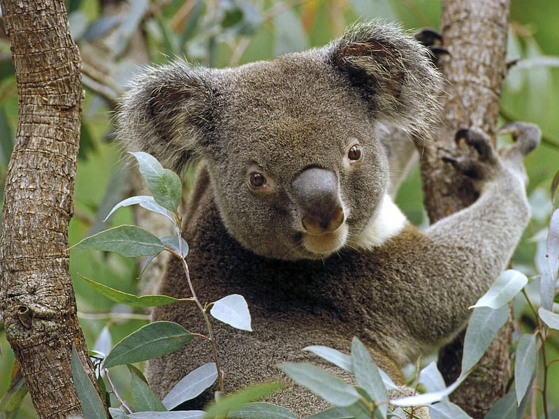 Our Sweet Aussie Koala, australia, bears, koala, animals, HD wallpaper