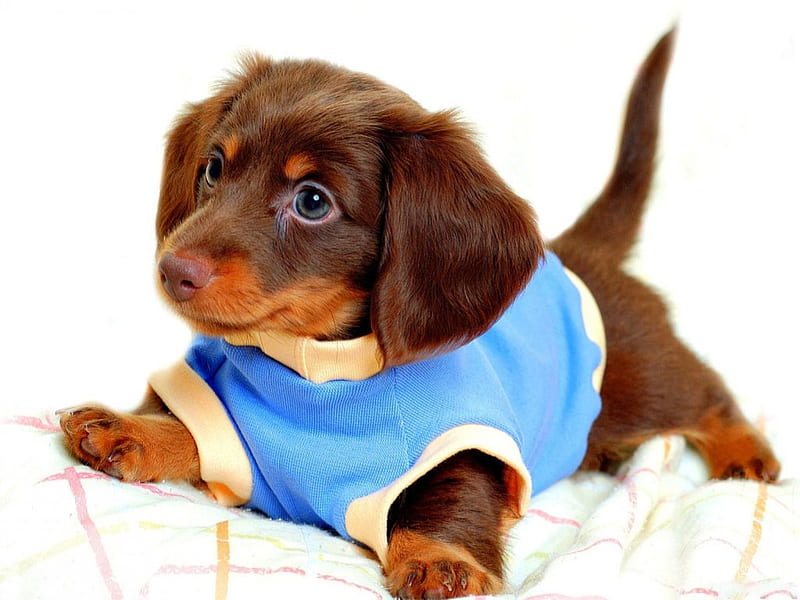 Pijama azul, cachorros, bebés, mascotas, perro salchicha, perros, azul,  Fondo de pantalla HD | Peakpx