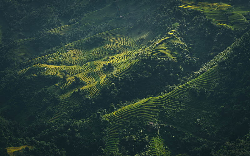 Vietnam hills, tea plantations, Asia, HD wallpaper