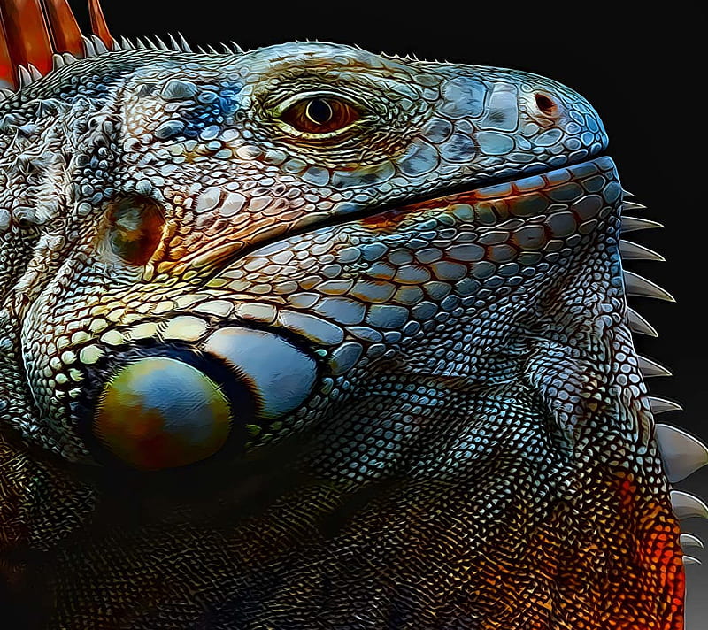Iguana, blue-iguana, HD wallpaper