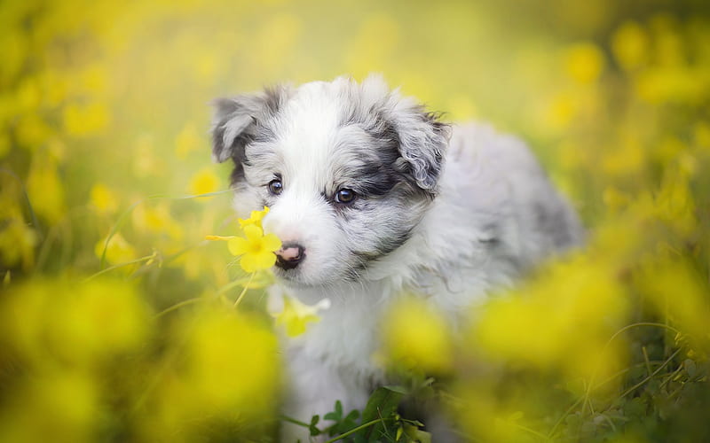 Aussie, yellow flowers, bokeh, Australian Shepherd, pets, puppy, dogs, small Aussie, lawn, cute animals, Australian Shepherd Dog, Aussie Dog, HD wallpaper