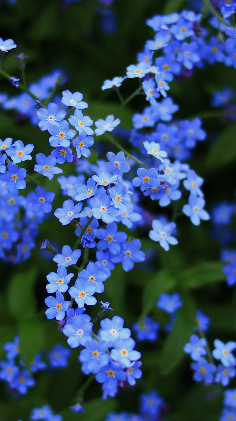 Spring season, blue, flower, background, HD phone wallpaper | Peakpx