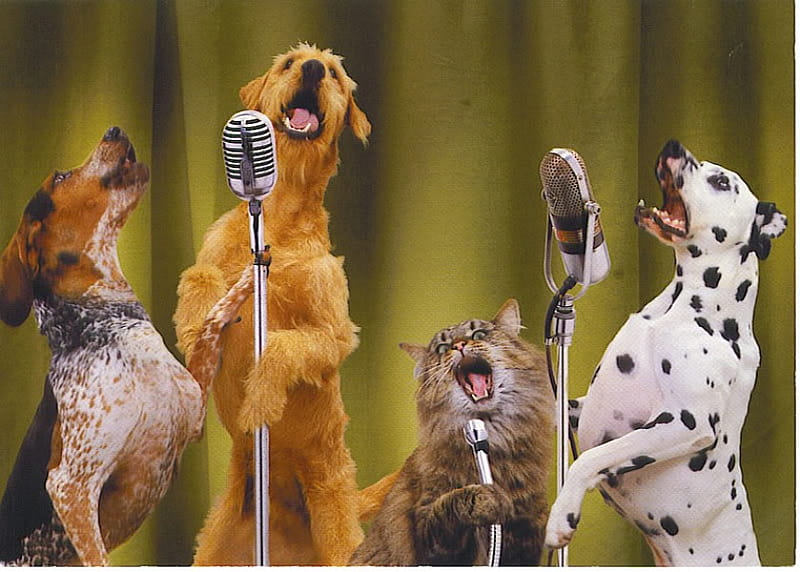 WE COULD BE THE NEXT AMERICAN IDOL, band, cat, pets, american, canine, feline, group, singing, idol, dogs, HD wallpaper