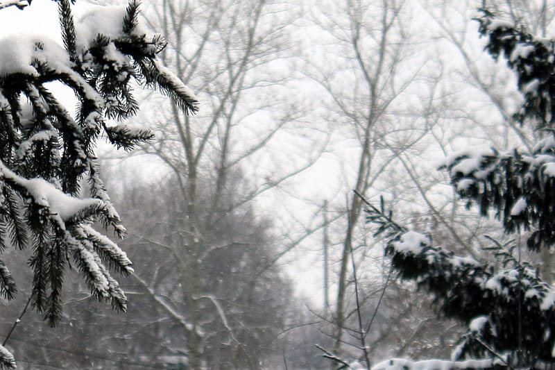 Noons Frost, russia, winter, spruce, poplars, HD wallpaper