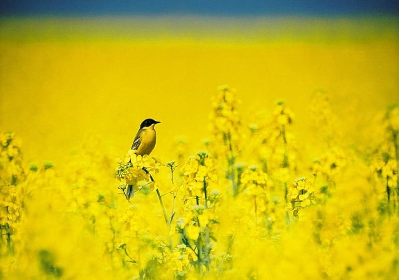 Yellow Flowers, bird, natute, beauty, lake, field, HD wallpaper