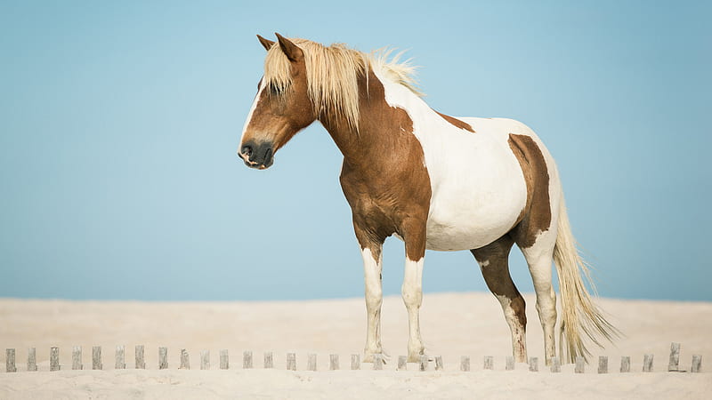 Brown And White Horse With Background Of Blue Sky Horse, HD wallpaper
