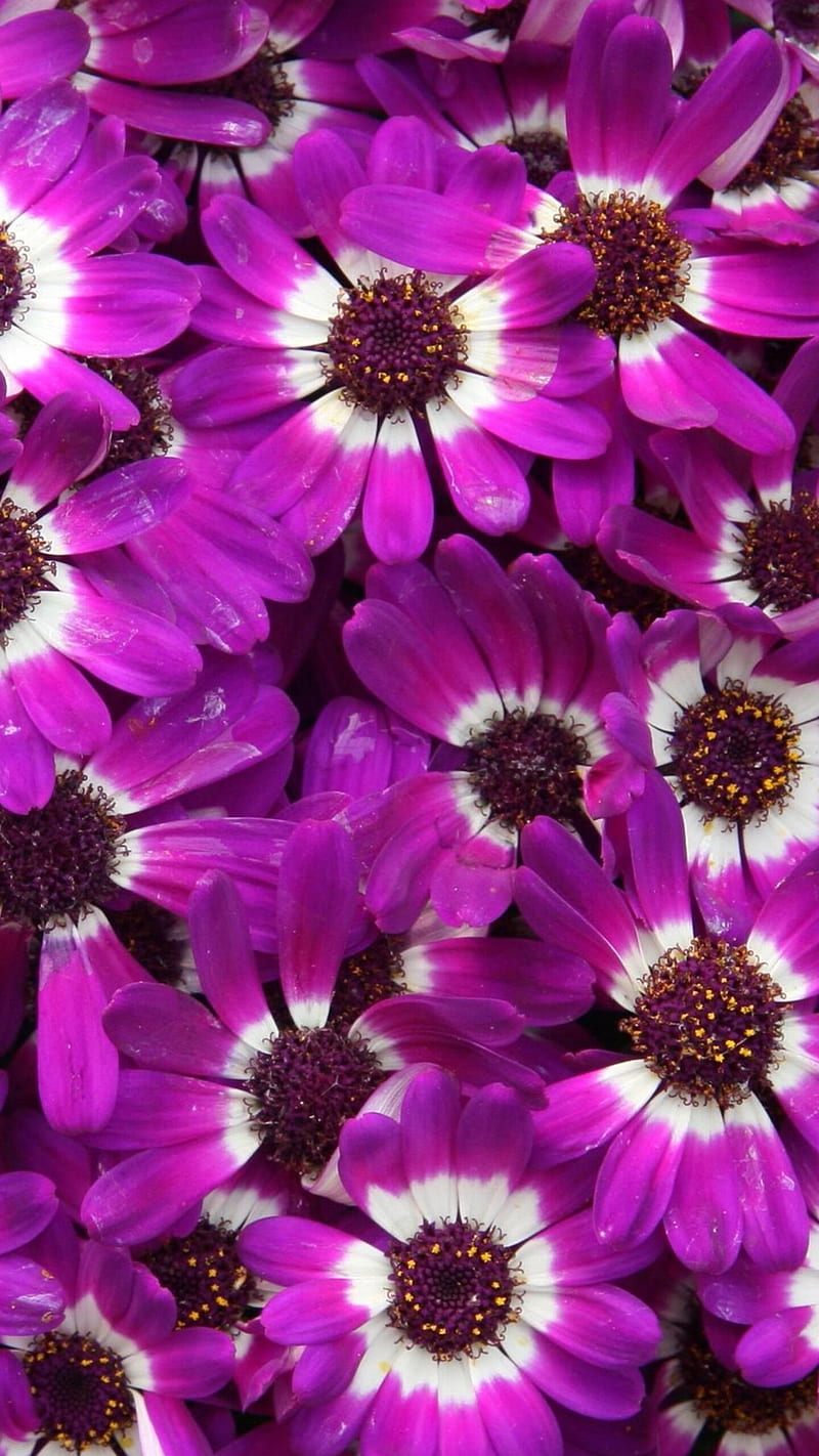 Purple cineraria , flowers, background, HD phone wallpaper
