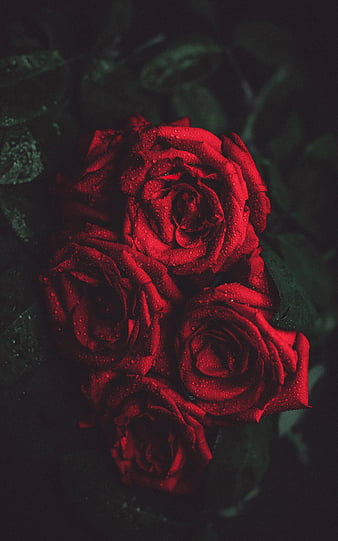 Beautiful Rose Dark Wallpapers  Rose Wallpapers for iPhone 4k