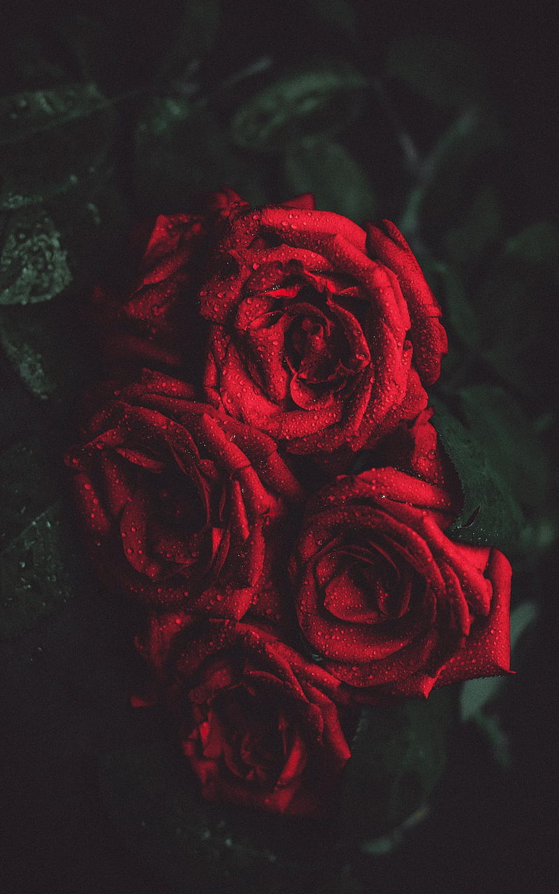 Rose and dark, black, flower, flowers, leaf, rose, roses, HD phone wallpaper  | Peakpx