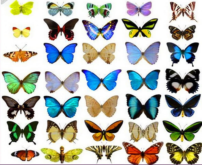 Variety, colors, wings, butterflies, species, HD wallpaper
