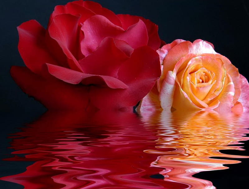 Aqua roses, red, wet, scent, roses, fragrance, water, aqua, flowers, reflection, pink, HD wallpaper