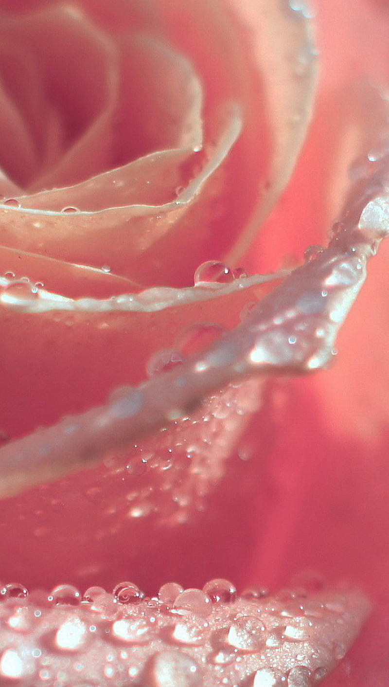 Drops, drop, flower, love, petal, pink, rose, water, HD phone wallpaper
