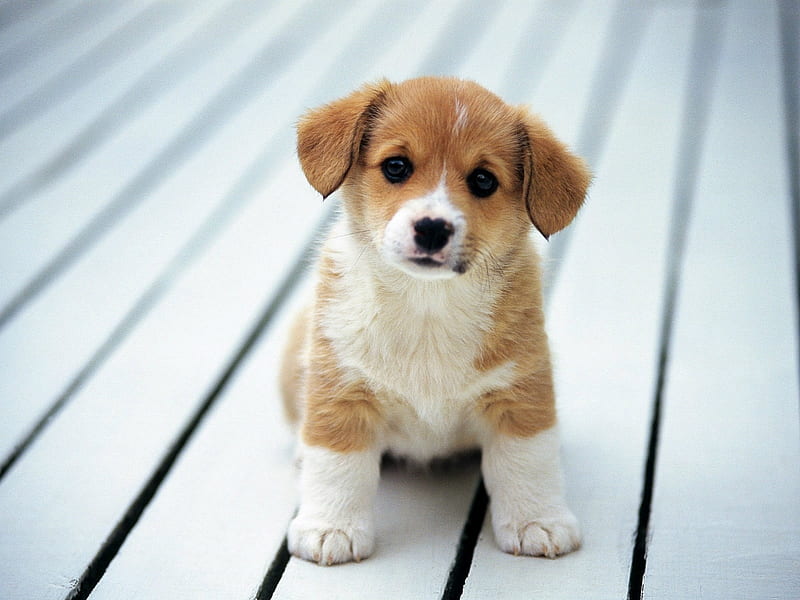 cute puppy, floor, canine, dog, puppy, HD wallpaper