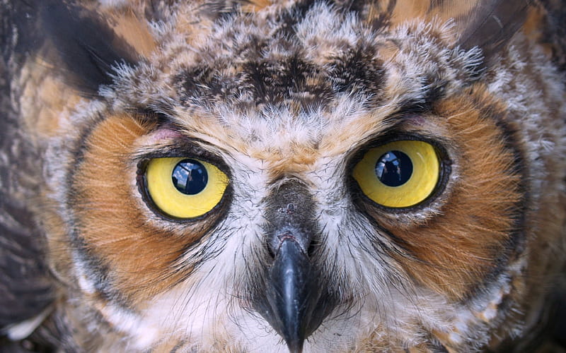 Owl, bird, brown, feather, yellow, skin, white, eyes, HD wallpaper