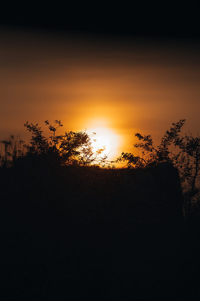 sunset, sun, branches, outlines, dark, HD phone wallpaper