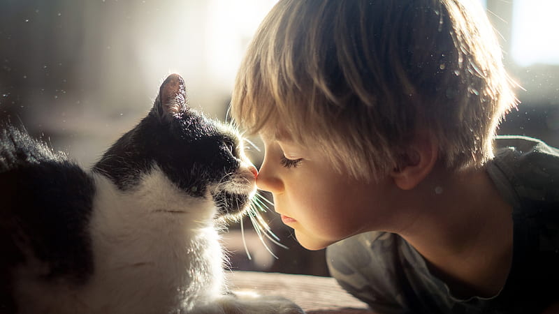 Cute Little Boy Is Playing With Cat Cute, HD wallpaper