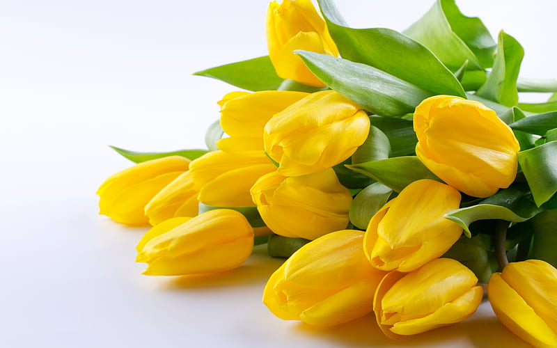 yellow tulips, spring flowers, tulips, yellow flowers, tulips on a white background, background with tulips, HD wallpaper