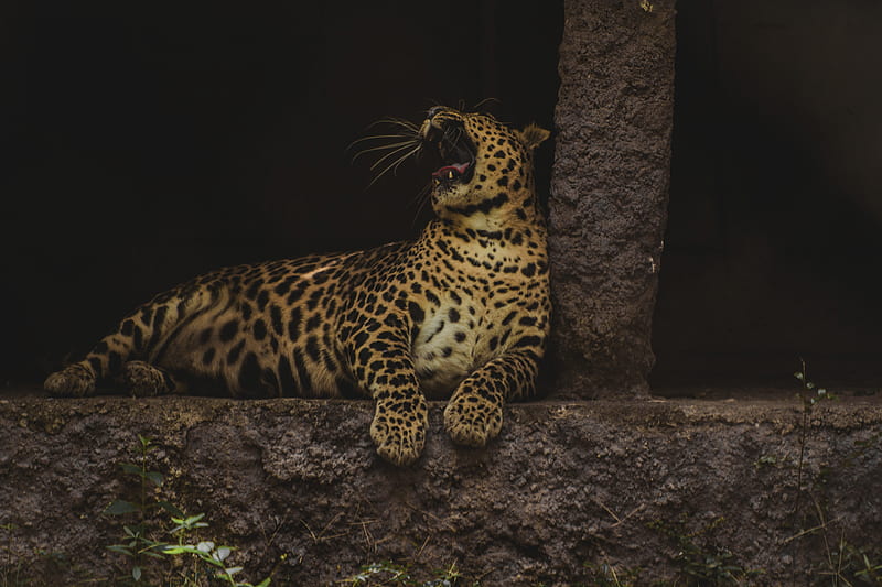 leopard, yawn, big cat, wildlife, predator, HD wallpaper