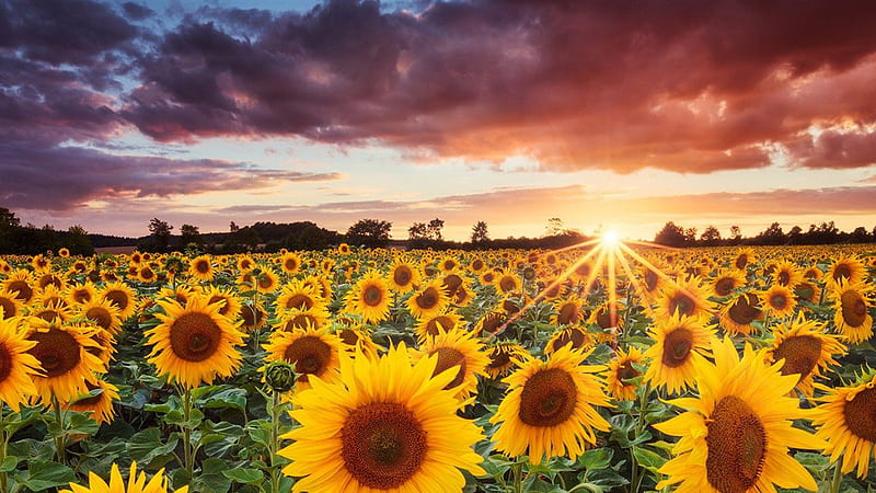 Sunflowers Field During Sunset Under Black Clouds Blue Sky Sunflower, HD wallpaper