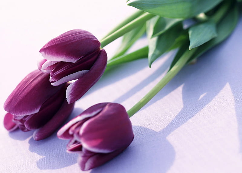 Beautiful Tulips, with love, pretty, verde, bonito, still life, graphy, nice, flowers, beauty, for you, lovely, romantic, romance, colors, purple tulip, spring, linda, tulipa, flower, purple tulips, purple, violeta, violet, nature, HD wallpaper