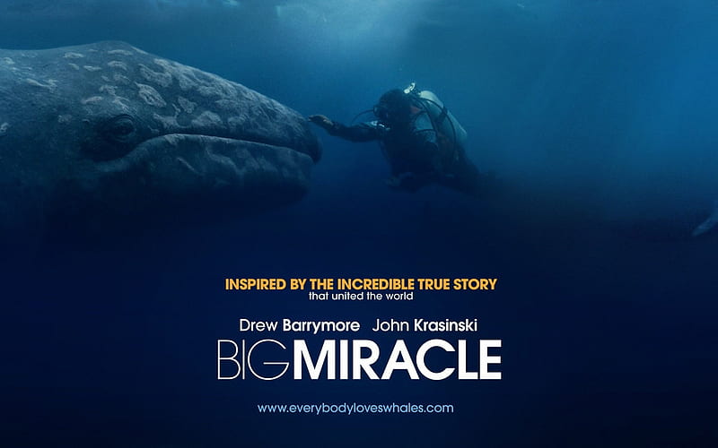 Big Miracle 2012 Movie s 02, HD wallpaper