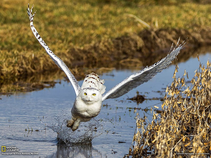 Snowy Owl Canada-National Geographic, HD wallpaper