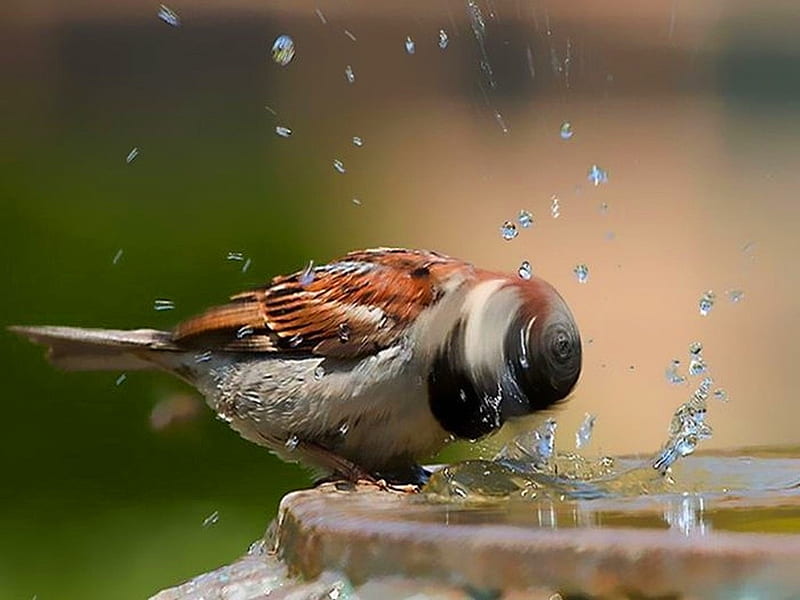 Spin dry, water, bird, shake, feathers, HD wallpaper