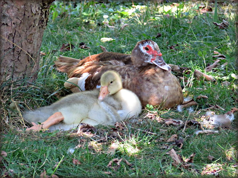Esther the muscovy duck and her two week old gosling, chillin, grow, shade, loyal, sweet, animal love, geese, duck, love, gosling, wow, tender, relaxing, HD wallpaper