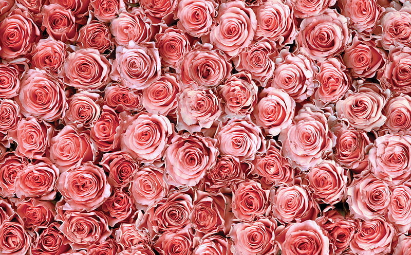 Roses galore, flower, roses, pink, many, HD wallpaper