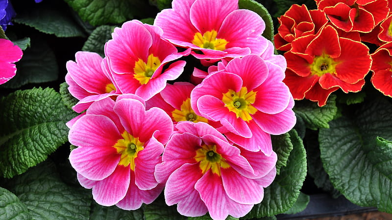 Primrose, flower, spring, pink, HD wallpaper