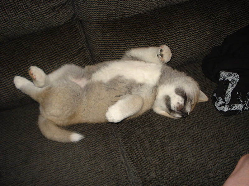 Akita puppy, sleeping, akita, puppy, dog, HD wallpaper | Peakpx