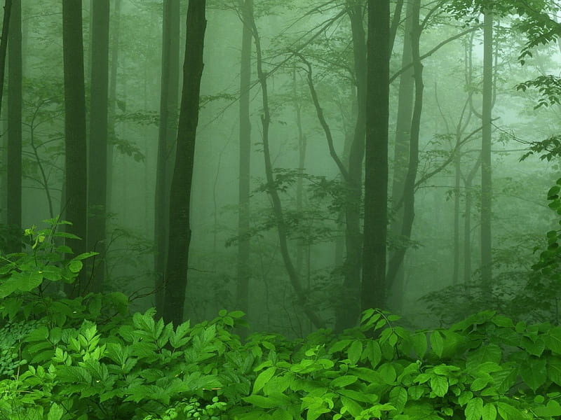 Foggy Morning Along Skyline Drive Shenandoah National Park Virginia, forest, nature, d, HD wallpaper