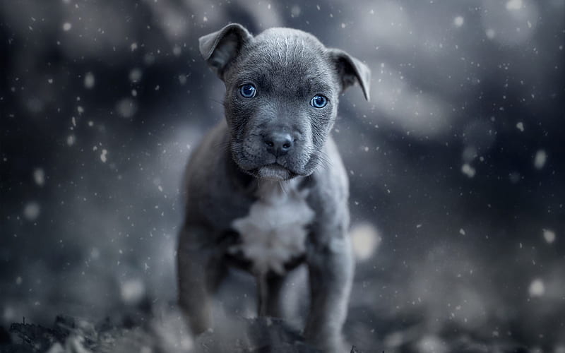 American pit bull terrier, gray small puppy, cute animals, small pit bull terrier, gray puppy with blue eyes, HD wallpaper